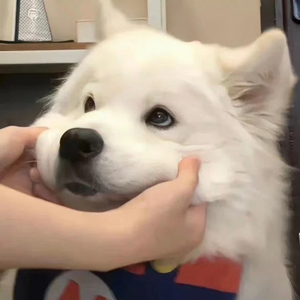 国产精品久久自在自线不卡
